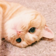 萌猫图片做qq头像，超有个性的可爱小猫咪微信QQ头像