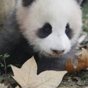 可爱到憨的动物头像，好看的头像可爱呆萌小动