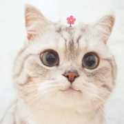 猫头像可爱微信头像，可爱到爆的猫咪头像