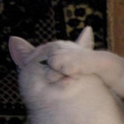 可爱cp头像猫咪，两只猫可爱的图片情侣